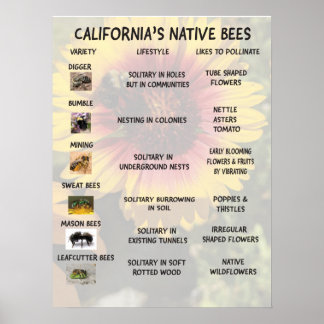 Poster Abeilles autochtones de Californie