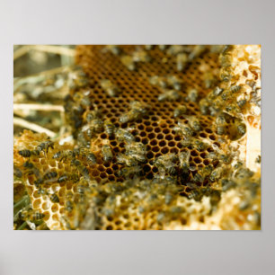 Poster Abeilles dans une ruche, Western Cape, Afrique du 