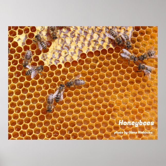 Poster Abeilles de miel dans l'affiche de la ruche (Devant)