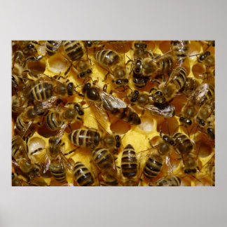 Poster Abeilles de miel en ruche avec reine en milieu