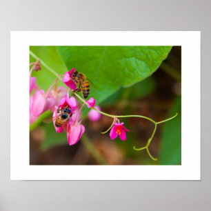 Poster Abeilles sur fleurs de vigne corallienne lumineuse