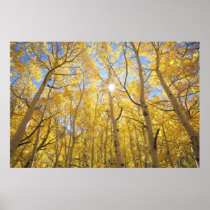 Poster Abstrait de Gilia Amidst Fleur sauvage Californi