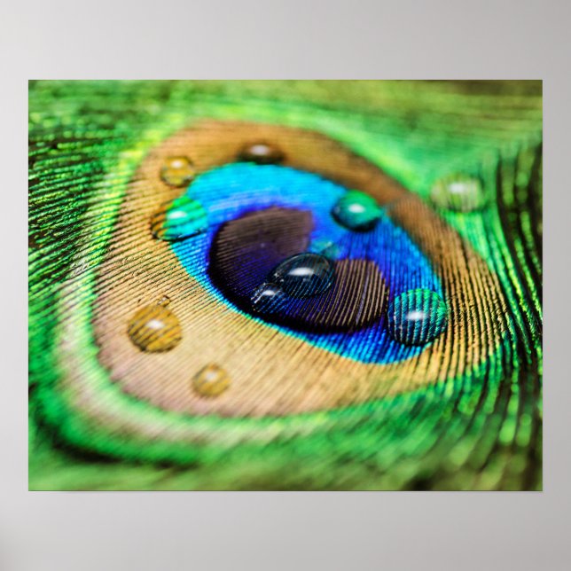Poster Abstrait Macro Peacock Feather with Drops (Devant)