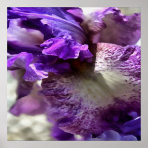 Poster Abstrait Striking Purple, Violet et Mauve Iris