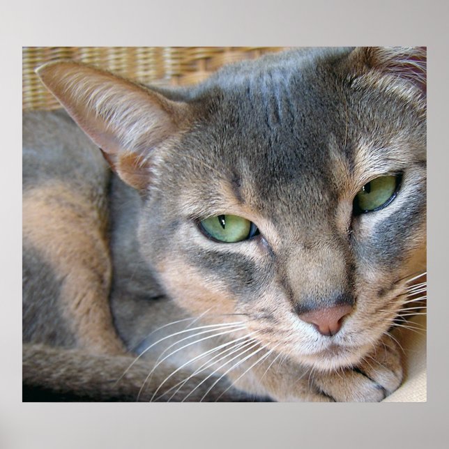 Poster Abyssinian Chat Big Blue Green Eyes (Devant)