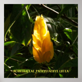 Poster Acanthaceae Pachystachys lutea - Bougie d'or