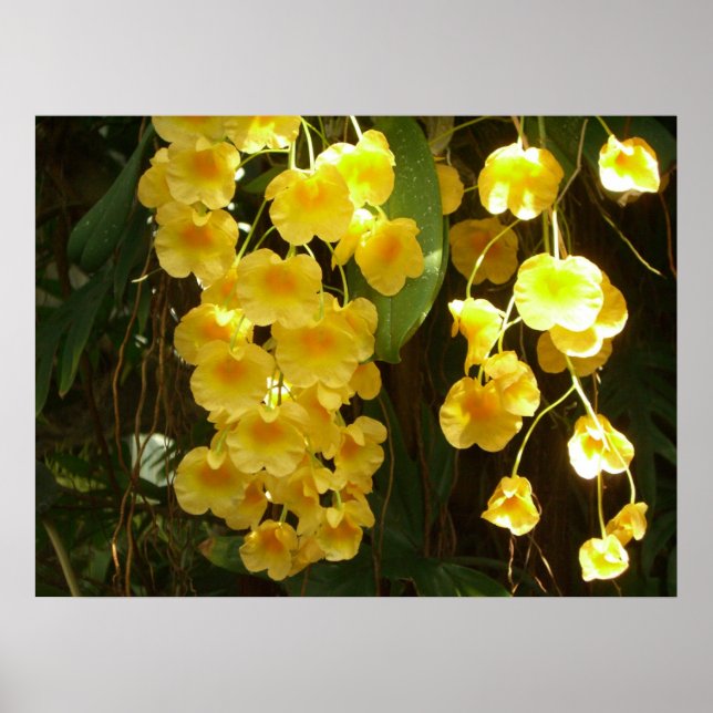 Poster Accrocher les orchidées jaunes Fleurs tropicales (Devant)