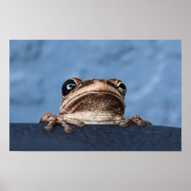 Poster Accrochez-vous à la grenouille (Devant)