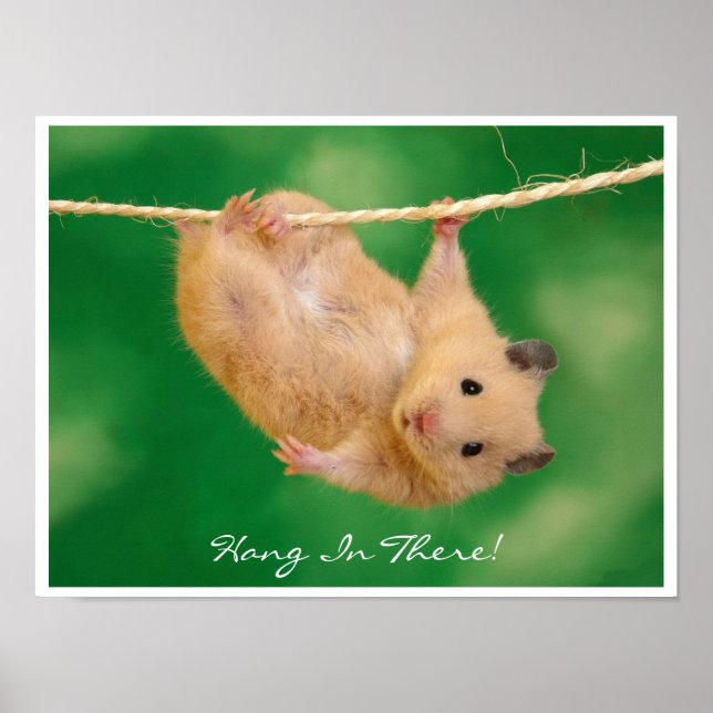 Poster Accrochez-vous au hamster du There (Devant)