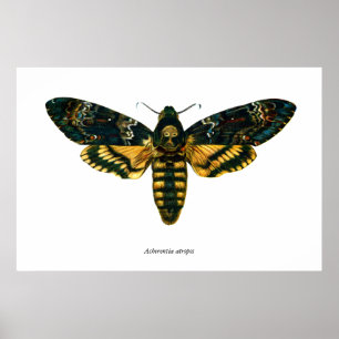 Poster Acherontia atropos (Moelle Hawkmoth de la tête de 
