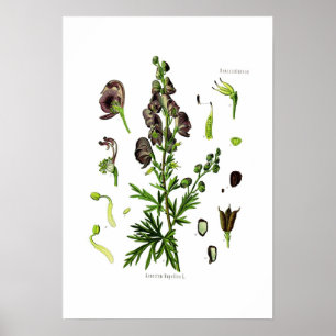 Poster Aconitum napellus