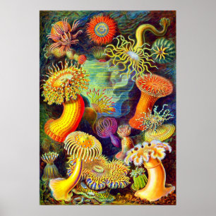 Poster Actinies d'Ernst Haeckel
