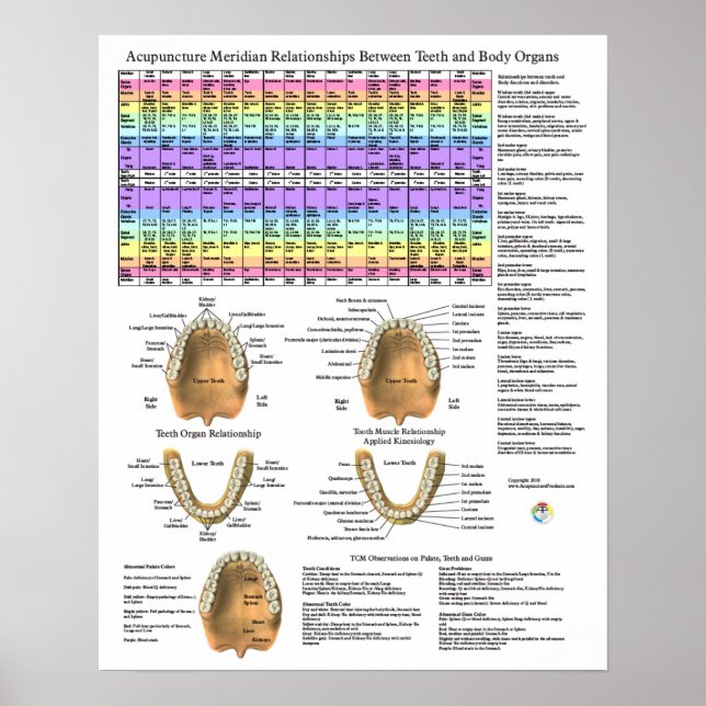 Poster Acupuncture Dental Teeth Meridians (Devant)
