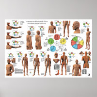 Poster Acupuncture Meridian Points and Pathways