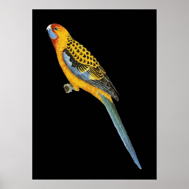 Poster Adelaide Rosella - Platycerus elegans adelaidae (Devant)