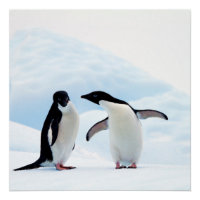 Adelie Penguins