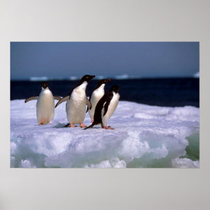 Poster Adelie Penguins