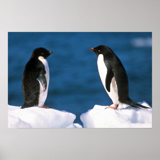 Poster Adelie Penguins (Devant)