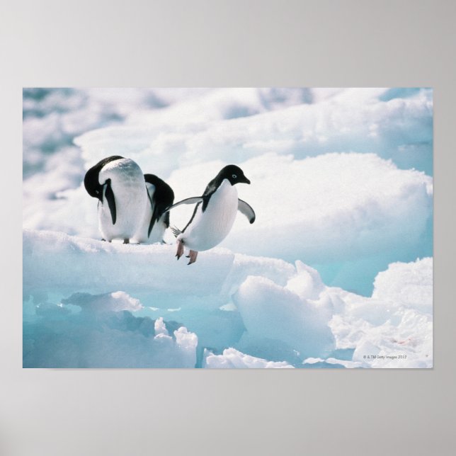 Poster Adelie Penguins | Antarctique (Devant)