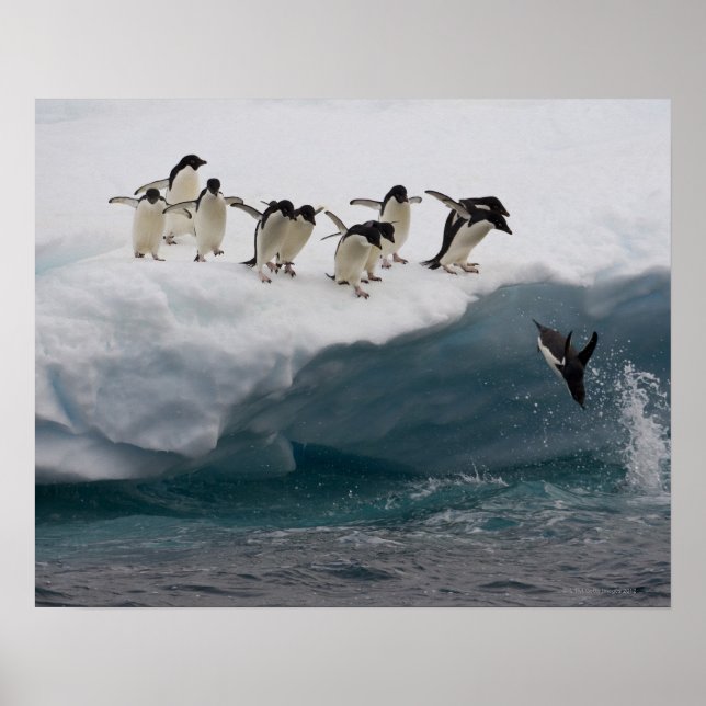 Poster Adelie Penguins plongée dans la mer Paulette (Devant)