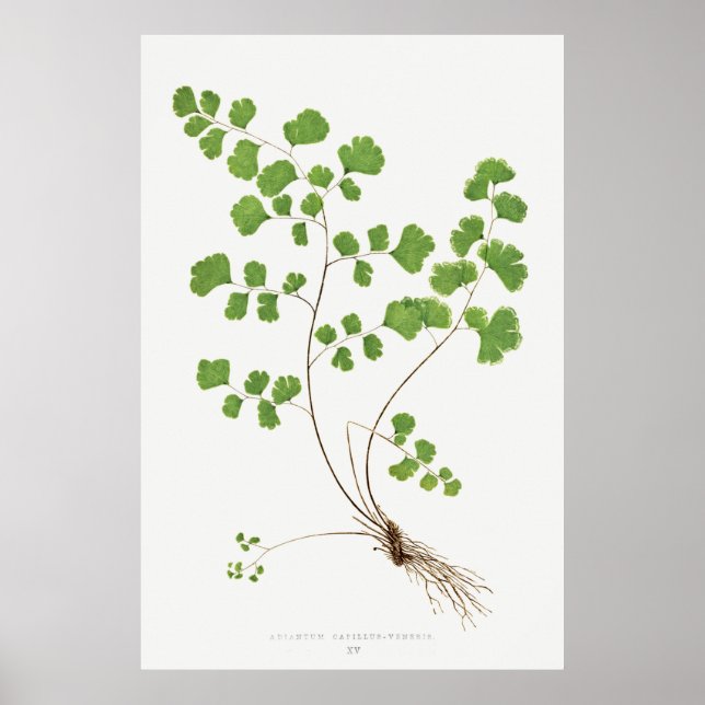 Poster Adiantum Capillus-Veneris (Southern Maidenhair Fer (Devant)