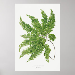 Poster Adiantum Curvatum de Ferns British et Exotic (1)