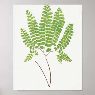 Poster Adiantum Pedatum (Northern Maidenhair Fern) from F