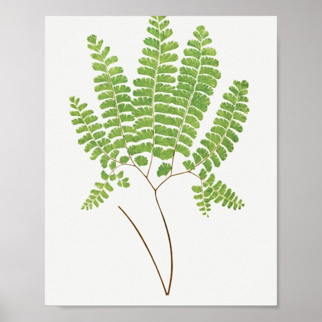 Poster Adiantum Pedatum (Northern Maidenhair Fern) from F (Devant)