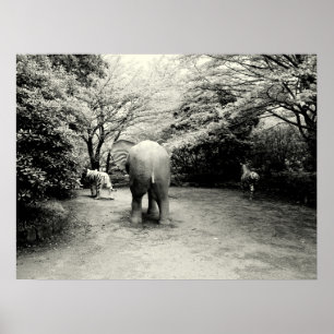 Poster Adieu Eléphant, Tigre et Zèbre