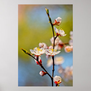 Poster Admirable japonais Apricot Flower
