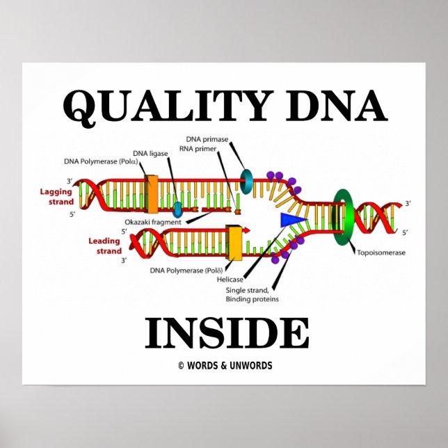 Poster ADN de qualité à l'intérieur (réplication de l'ADN (Devant)