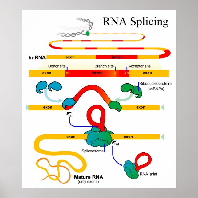 Poster ADN épisser biologie moléculaire Diagramme génétiq (Devant)