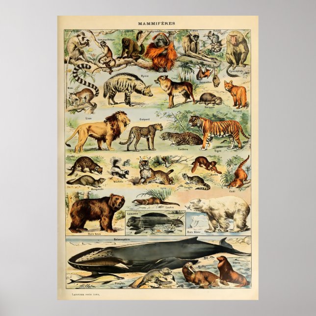 Poster Adolphe Millot Animaux (Devant)