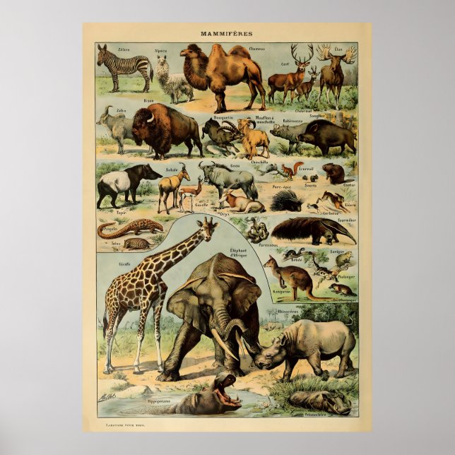 Poster Adolphe Millot Animaux (Devant)