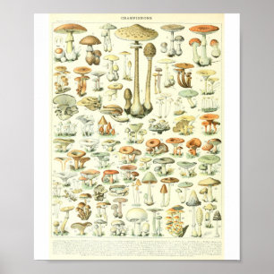 Poster Adolphe Millot Champignon B Mushrooms Chart