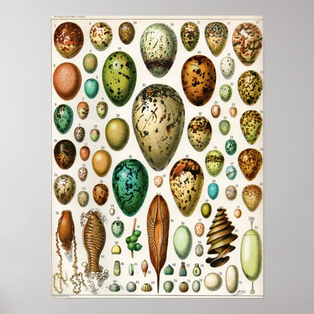 Poster Adolphe Millot Oeufs Vintages (Devant)