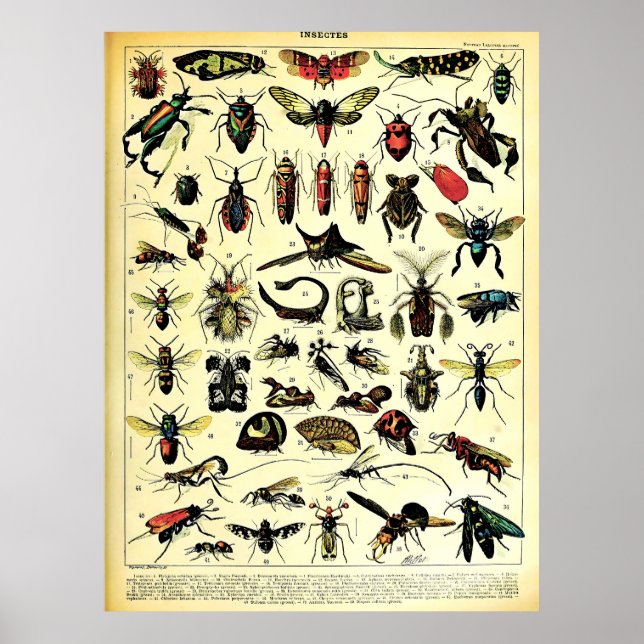 Poster Adolphe Millot Récréée Nature Créatures Insectes (Devant)