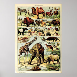 Poster Adolphe Récréée Millot Nature Créatures Mammifères