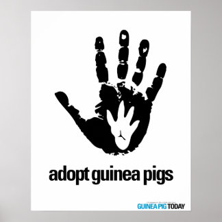 Poster Adoptez l'affiche des cochons de Guinée - Cochon d