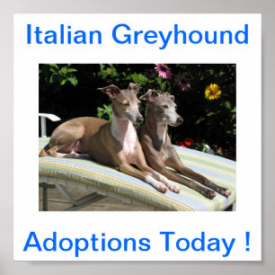 Poster Adoptions de chien gris italien aujourd'hui Signes