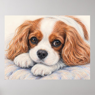Poster Adorable Blenheim Cavalier King Charles Spaniel Re