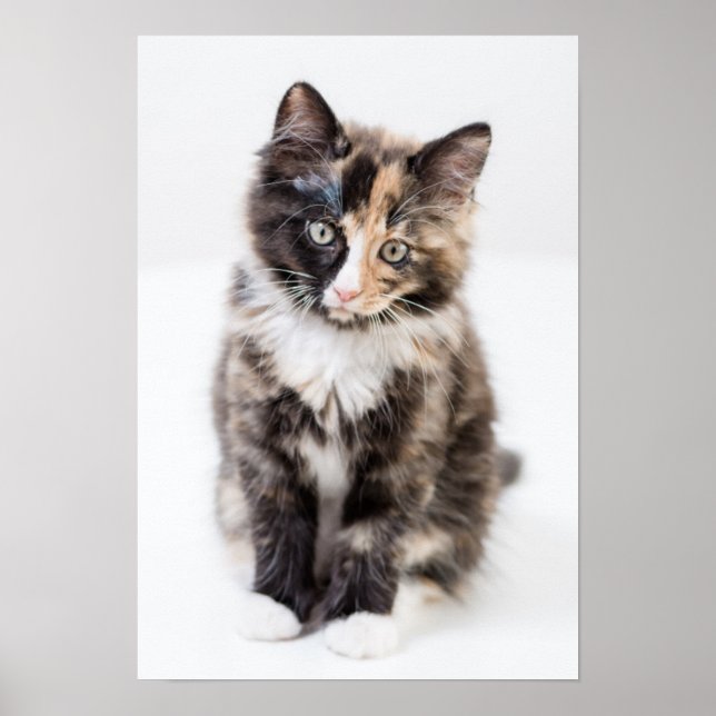 Poster Adorable Calico Kitten (Devant)