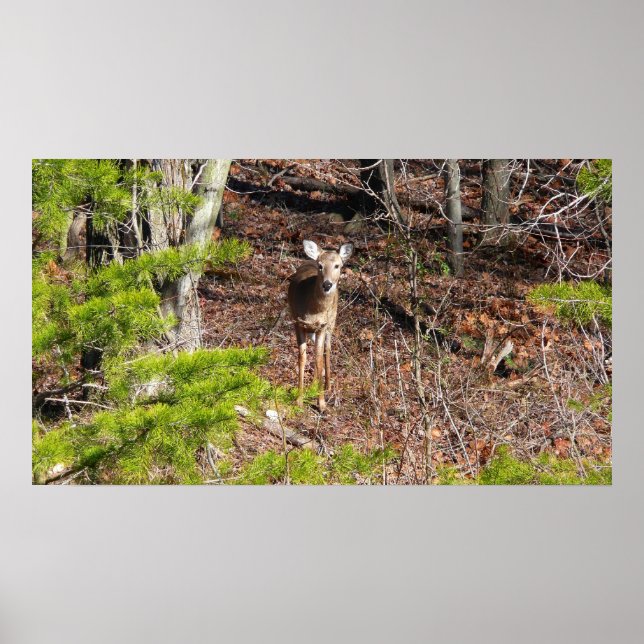 Poster Adorable Cerf dans les Bois Photographie de la nat (Devant)