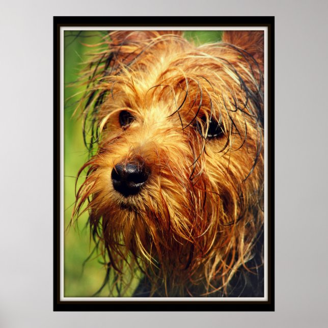 Poster Adorable chien Terrier avec un visage humide (Devant)