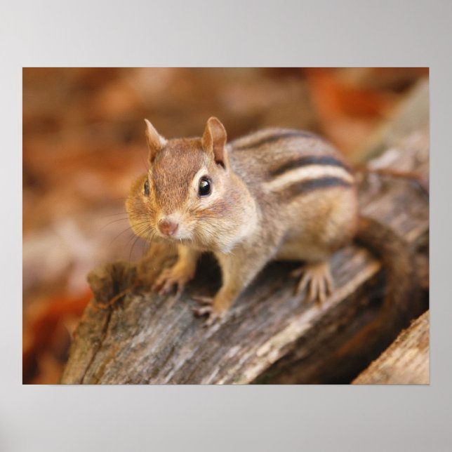 Poster Adorable chipmunk (Devant)
