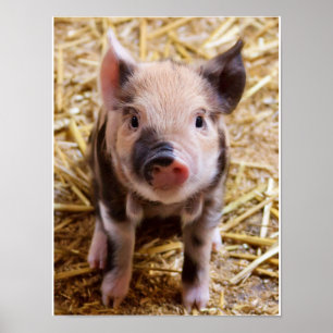 Poster adorable de Piglet