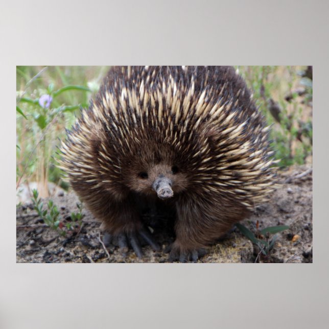 Poster Adorable Echidna Australienne (Devant)