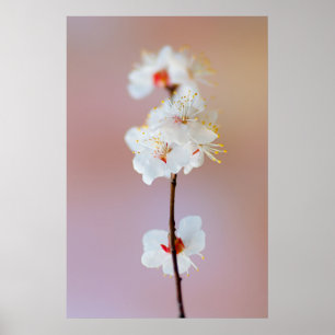 Poster Adorable fleurs d'abricot japonais