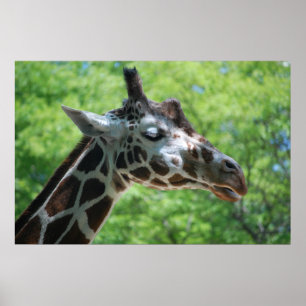 Poster Adorable Giraffe
