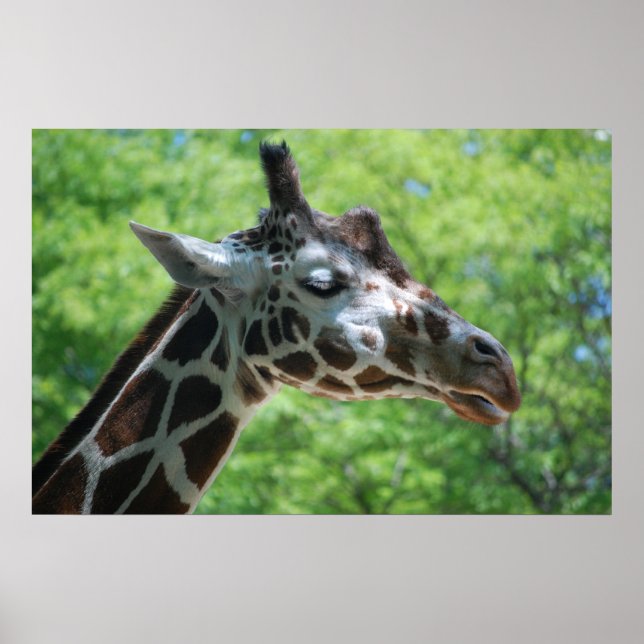 Poster Adorable Giraffe (Devant)